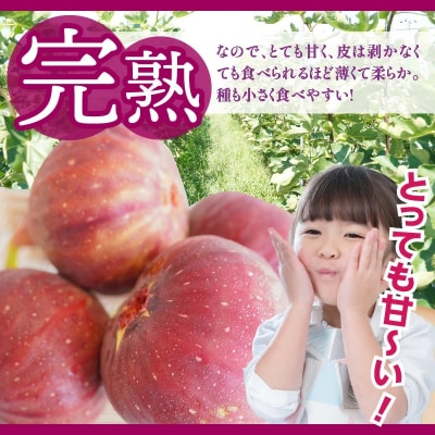 【露地栽培】朝もぎ フレッシュな完熟いちじく　H031-007