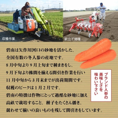 碧南市を代表するブランド人参「へきなん美人」 にんじん 10kg　H017-100