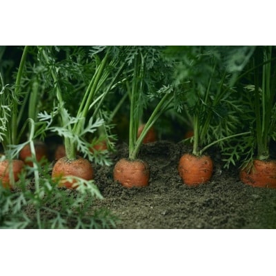 【期間限定】訳あり!こどもも食べられる甘み!「マドンナキャロット」 10kg 甘い H105-147