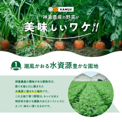 【期間・数量限定】(お試し)訳あり!こどもも食べられる甘みマドンナキャロット1kg H105-175