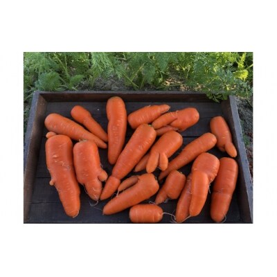 〈予約受付〉訳あり鈴盛農園の甘いにんじんスウィートキャロットリリィ5kg H022-019