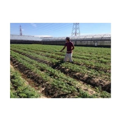 (3/15まで受付)お試し鈴盛農園の甘いにんじんスウィートキャロットリリィ2kg H022-016