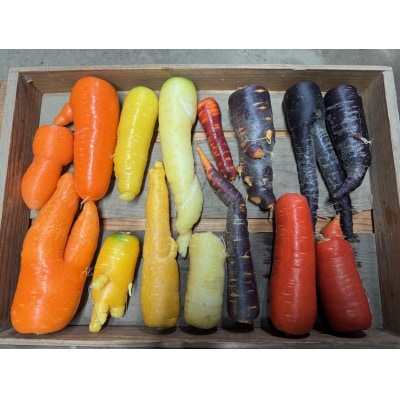 〈予約受付〉【期間限定】(訳あり) 虹色のカラフルにんじん 10kg 鈴盛農園  H022-018