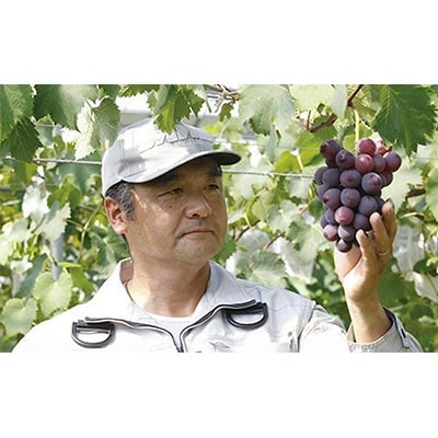 吉崎農園の厳選【種なしピオーネ】1kg