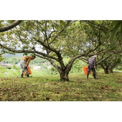 熊本県南関町産 生栗 計2kg