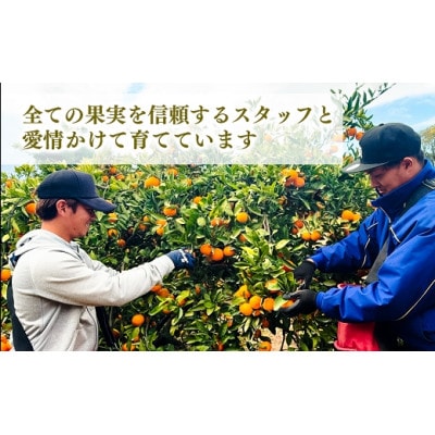 【平箱入り】後藤農園 不知火 5kg 贈答用 南関町産