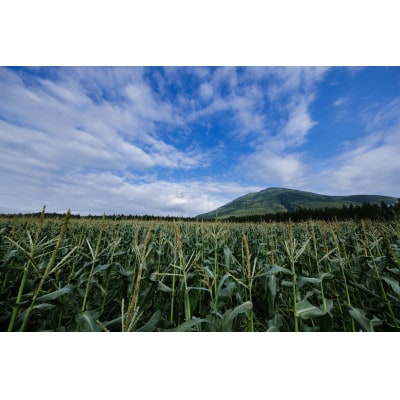 信州信濃町朝採り直送凄甘フルーツコーン「ゴールドラッシュ」5本