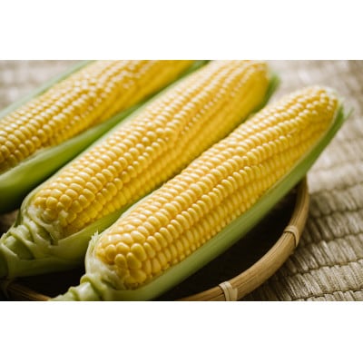 信州信濃町朝採り直送凄甘フルーツコーン「ゴールドラッシュ」10本