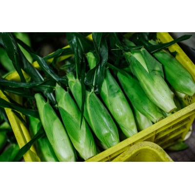 信州信濃町朝採り直送凄甘フルーツコーン「ゴールドラッシュ」10本