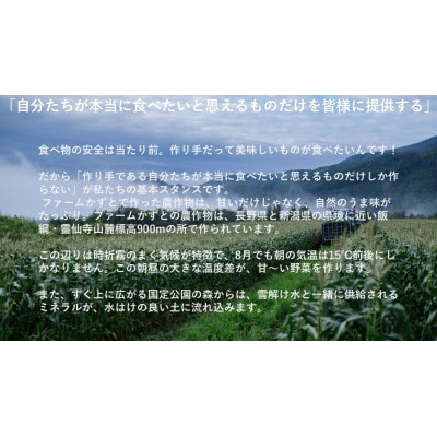 信州信濃町朝採り直送凄甘フルーツコーン 「ゴールドラッシュ」20本