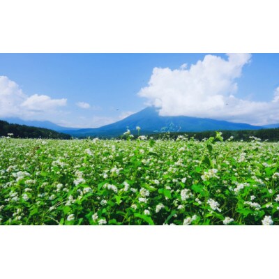 一茶の里の生(なま)そば 「200g(つゆ付)×5袋」