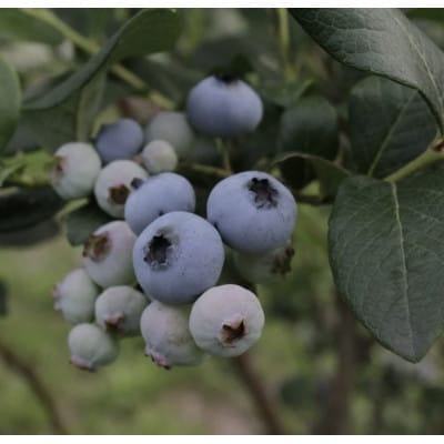 しなのブルーベリー農園「長野県信濃町産ブルーベリージャム」150g×3本セット