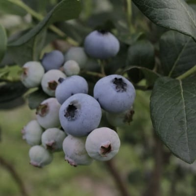 しなのブルーベリー農園「長野県信濃町産ブルーベリージャム」250g×3本セット