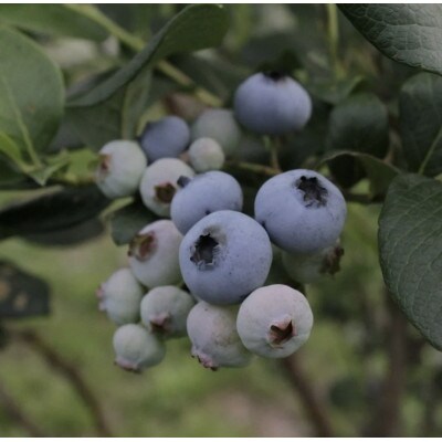 しなのブルーベリー農園「長野県信濃町産ブルーベリージャム」400g×3本セット