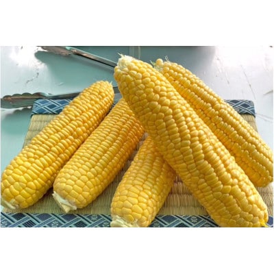 (令和8年産先行受付)長野県信濃町産トウモロコシ　恵味ゴールドL～2L(380g～450g)×10本