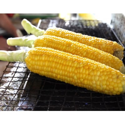 (令和8年産先行受付)長野県信濃町産トウモロコシ　恵味ゴールドL～2L(380g～450g)×10本