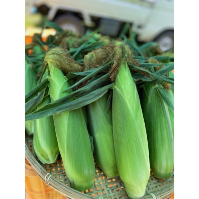 (令和8年産先行受付)長野県信濃町産トウモロコシ　恵味ゴールドL～2L(380g～450g)×10本