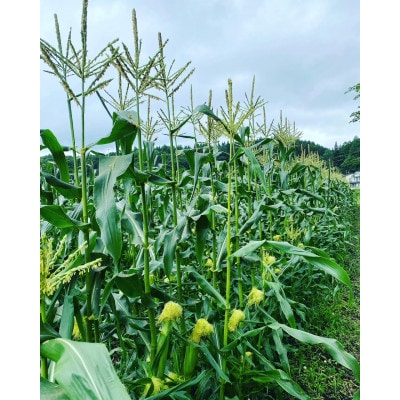 (令和8年産先行受付)長野県信濃町産トウモロコシ　恵味ゴールドL～2L(380g～450g)×10本