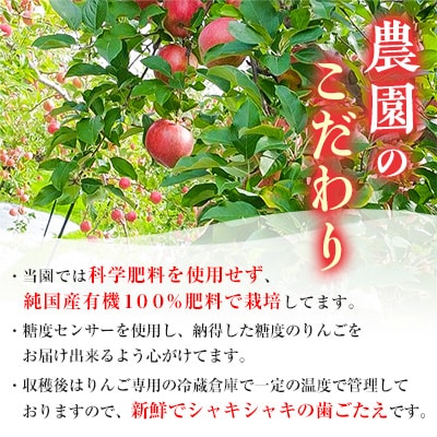 2024年先行受付】りんご「サンふじ」糖度14度以上保証 約3kg 訳あり