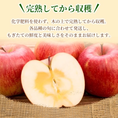 【甘くてシャキシャキ】 りんご シナノスイート 家庭用 約3kg (約9～12個)  青森市