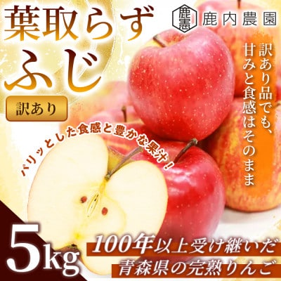 【訳あり】りんご 「葉取らずふじ」 約5kg ((約14～20個入) 青森市 産地直送
