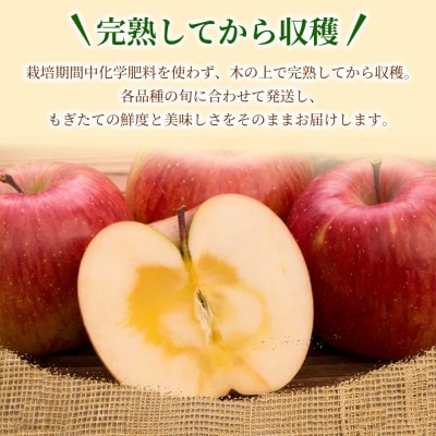 【爽やかな甘み】 りんご 「シナノゴールド」 家庭用 約3kg (約9～12玉) 青森市 産地直送