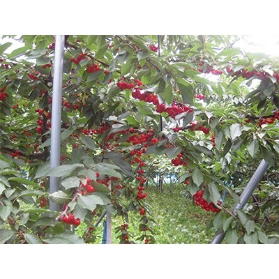 さくらんぼ「紅てまり」(M　500g×2パック)