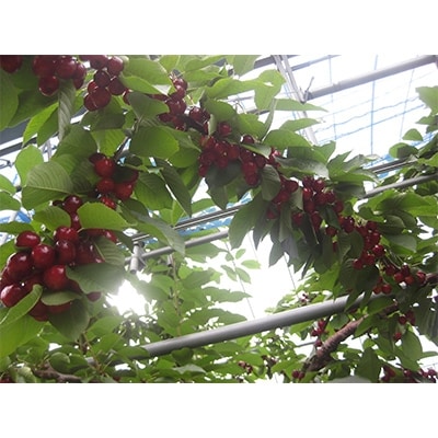 【さとふる限定】さくらんぼ「サミット」(L～2L　約750g×1パック)