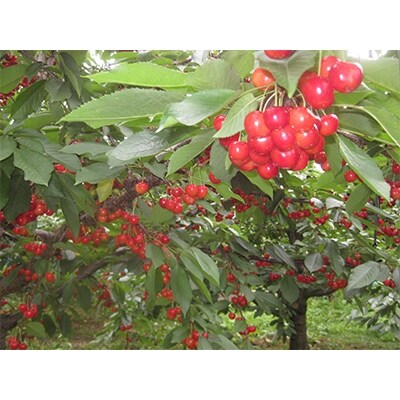 さくらんぼ「南陽」(2L　600g×1パック)