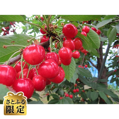 【さとふる限定】さくらんぼ「紅てまり」(M～L　約500g×1パック)