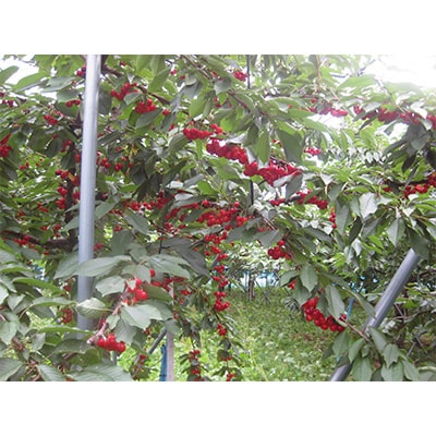 【さとふる限定】さくらんぼ「紅てまり」(M～L　約500g×1パック)
