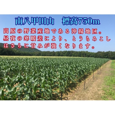 青森八甲田!　山のてっぺんとうもろこし　　12本セット【沖縄・離島配送不可】