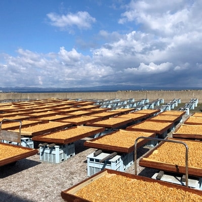 【2023年4月中旬発送】青森むつ湾産ほたて干貝柱　500g_C7