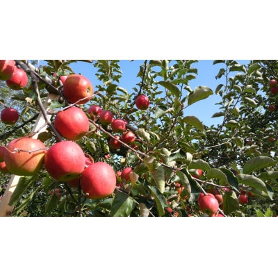 蒸留酒品評会金賞受賞 A-FACTORYアオモリシードルapple brandy 200ml