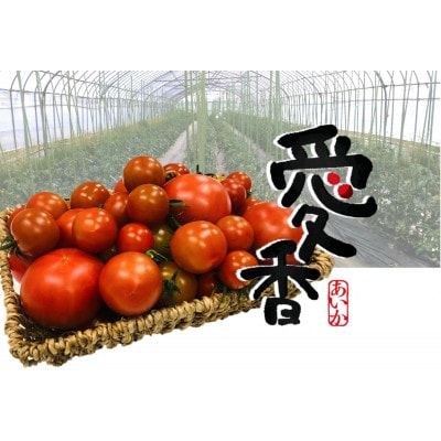 栽培期間化学肥料・農薬不使用　高糖度トマト「愛香」約1.6kg【7月下旬より発送】