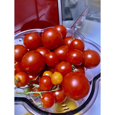 栽培期間化学肥料・農薬不使用　ミニトマト(レッド・イエロー)　約1kg【7月下旬より発送】