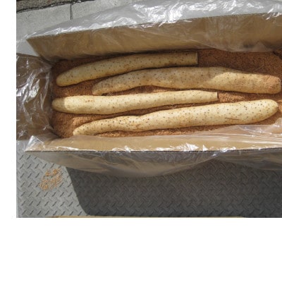 青森県産ながいも「ネバリスター」約3kg(L～2Lサイズ×4本入り)