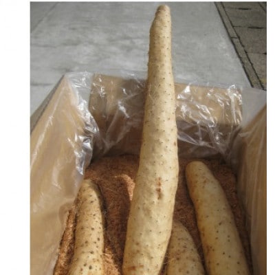 青森県産ながいも「ネバリスター」約3kg(L～2Lサイズ×4本入り)