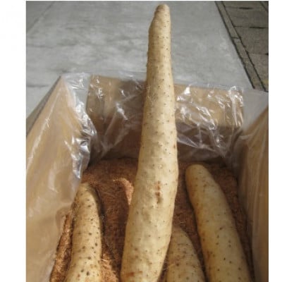 青森県産ながいも「ネバリスター」約5kg(3L～4Lサイズ×4本入り)