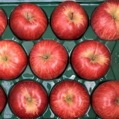 【訳あり】青森県産りんご「サンつがる　家庭用」約5kg　産地直送!