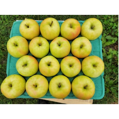 【訳あり】青森県産りんご「トキ　家庭用」約5kg　産地直送!