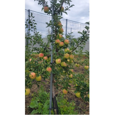 【訳あり】青森県産りんご「家庭用ぐんま名月家庭用」約5kg　産地直送!
