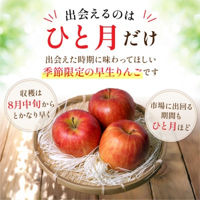 青森りんご 8～9月発送 訳あり サンつがる 約5kg 平均糖度12度以上! クール便