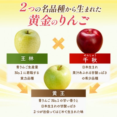 先行受付 青森 りんご 8～9月発送 黄王 約5kg おもてなし用 平均糖度12度以上! クール便