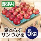 【2025年10月発送予定】平均糖度12度以上! 葉とらずサンつがる 約5kg 訳あり