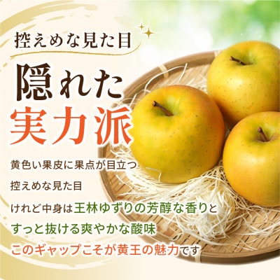 【9月発送予定】平均糖度12度以上! 黄王(きおう) 約10kg おもてなし用 クール便