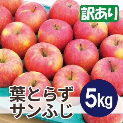 【2025年11月発送予定】平均糖度13度以上! 葉とらずサンふじ 約5kg 訳あり