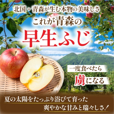【2026年10月から順次発送予定】平均糖度12度以上! 早生ふじ 約5kg おもてなし用