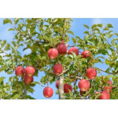 【26年2月出荷予定】 紅玉 約10kg 訳あり