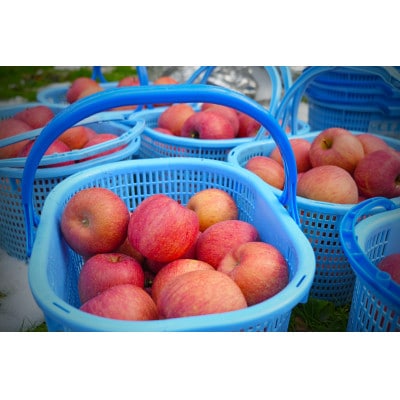 【26年5月出荷予定】平均糖度13度以上! サンふじ 約5kg おもてなし用 CA貯蔵 クール便